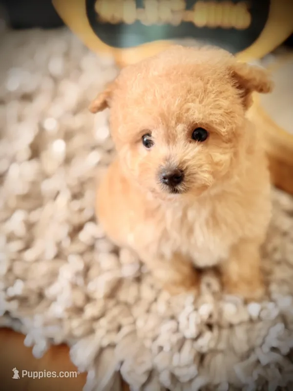 Graham  – Pomeranian, Poodle - Toy  puppy for sale in Crossville, TN