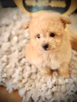 Graham , a male Pomeranian and Poodle - Toy  for sale in Crossville, TN – Photo 1 of 5