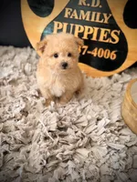 Graham , a male Pomeranian and Poodle - Toy  for sale in Crossville, TN – Photo 5 of 5