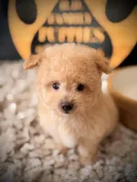 Graham , a male Pomeranian and Poodle - Toy  for sale in Crossville, TN – Photo 2 of 5