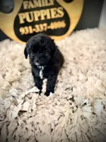 Barley, a male Cavapoo for sale in Crossville, TN – 5 of 5
