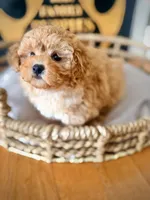 Sookie, a female Maltipoo for sale in Crossville, TN – 5 of 6