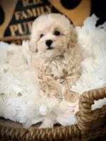 Rolo, a male Maltipoo for sale in Crossville, TN – 3 of 5