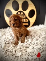 Mikey, a male Goldendoodle for sale in Crossville, TN – Photo 5 of 5