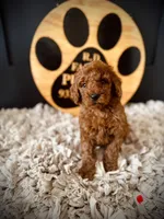 Mikey, a male Goldendoodle for sale in Crossville, TN – Photo 4 of 5