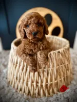 Mikey, a male Goldendoodle for sale in Crossville, TN – Photo 1 of 5