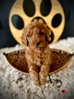 Mikey, a male Goldendoodle for sale in Crossville, TN – Photo 3 of 5