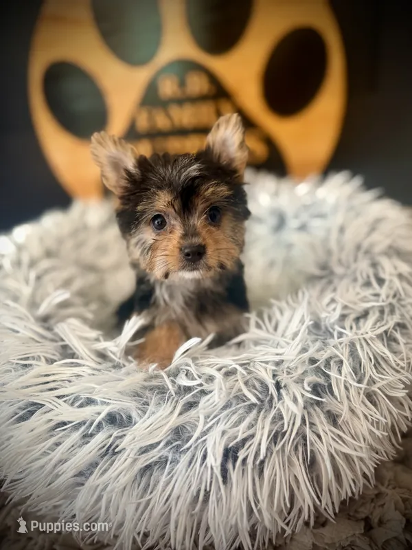 Hope – Maltese, Yorkshire Terrier puppy for sale in Crossville, TN