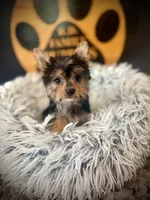 Hope, a female Maltese and Yorkshire Terrier for sale in Crossville, TN – 1 of 5