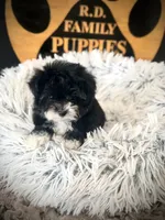 Oreo, a female Maltipoo for sale in Crossville, TN – 3 of 5