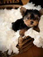 Zoe, a female Yorkshire Terrier for sale in Crossville, TN – 3 of 7