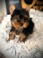 Tucker, a male Yorkshire Terrier for sale in Crossville, TN – 5 of 6