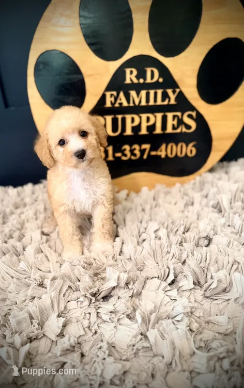 Lola – Poodle - Miniature  puppy for sale in Crossville, TN