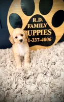 Lola, a female Poodle - Miniature  for sale in Crossville, TN – 1 of 5