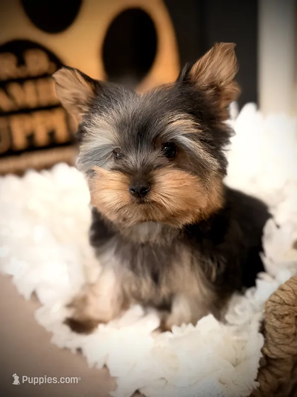 Draco – Yorkshire Terrier puppy for sale in Crossville, TN