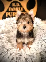 Ollie, a male Morkie for sale in Crossville, TN – 1 of 5