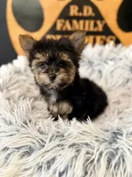 Charlie, a male Morkie for sale in Crossville, TN – 2 of 3