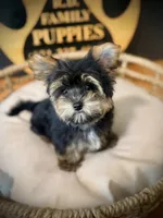 Charlie, a male Maltese and Yorkshire Terrier for sale in Crossville, TN – 3 of 7