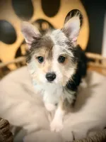 Annabelle , a female Morkie for sale in Crossville, TN – 4 of 6