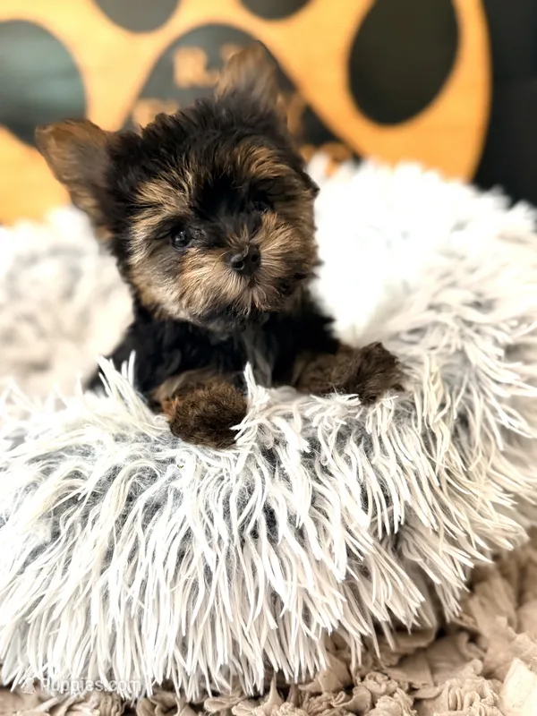 Charlie – Morkie puppy for sale in Crossville, TN