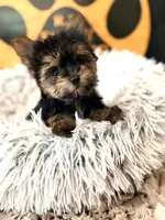 Charlie, a male Morkie for sale in Crossville, TN – 1 of 3