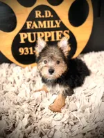 Ollie, a male Morkie for sale in Crossville, TN – 3 of 5