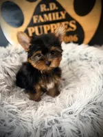 Tucker, a male Yorkshire Terrier for sale in Crossville, TN – 2 of 6