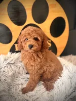 Annie, a female Cockapoo for sale in Crossville, TN – 2 of 5
