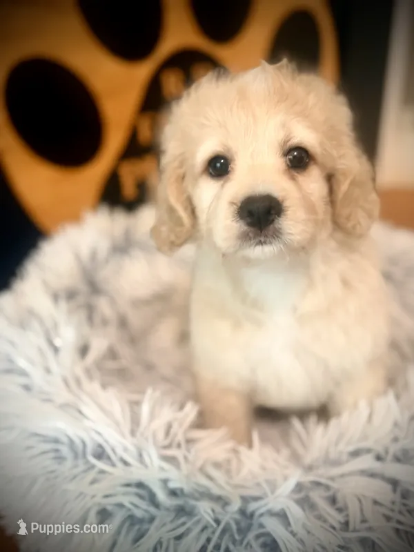 Malone  – Cockapoo puppy for sale in Crossville, TN
