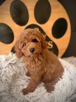 Annie, a female Cockapoo for sale in Crossville, TN – 3 of 5