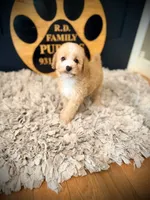 Holly, a female Poodle - Miniature  for sale in Crossville, TN – 6 of 6