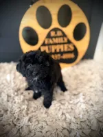 Reserved , a female Cavapoo for sale in Crossville, TN – 5 of 6