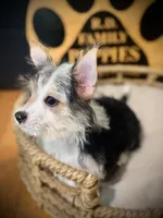 Annabelle , a female Morkie for sale in Crossville, TN – 6 of 6