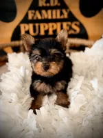 Liv, a female Yorkshire Terrier for sale in Crossville, TN – 2 of 6