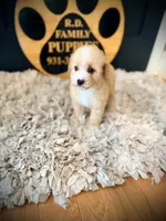 Holly, a female Poodle - Miniature  for sale in Crossville, TN – 5 of 6