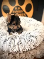 Maxwell, a male Maltese and Yorkshire Terrier for sale in Crossville, TN – 3 of 6