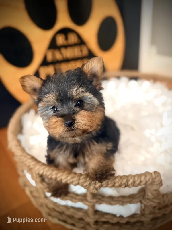 Draco – Yorkshire Terrier puppy for sale in Crossville, TN