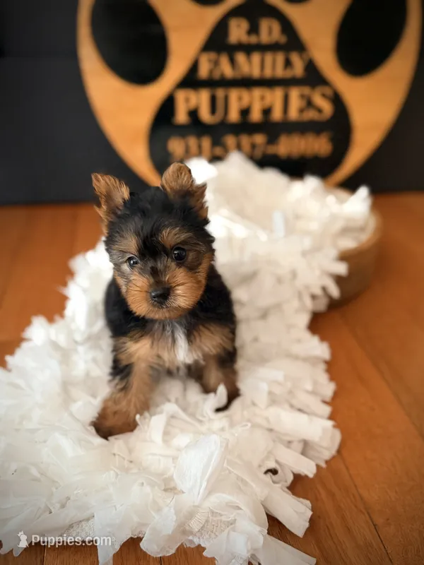 Piper – Yorkshire Terrier puppy for sale in Crossville, TN