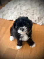 Oreo, a female Maltipoo for sale in Crossville, TN – 4 of 5