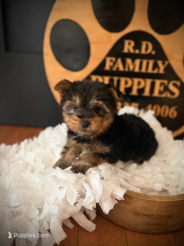 Draco – Yorkshire Terrier puppy for sale in Crossville, TN