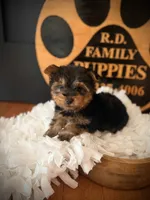 Draco, a male Yorkshire Terrier for sale in Crossville, TN – 1 of 5