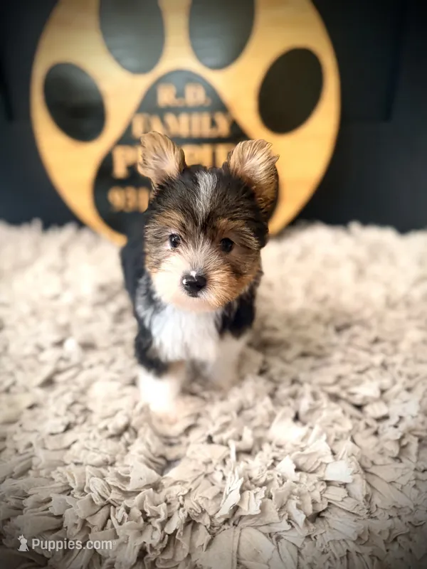 Thor – Morkie puppy for sale in Crossville, TN
