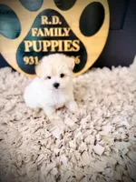 Alpine, a male Maltipoo for sale in Crossville, TN – 2 of 5