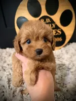 Reserved , a female Cavapoo for sale in Crossville, TN – 5 of 6