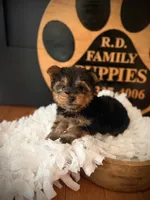 Draco, a male Yorkshire Terrier for sale in Crossville, TN – 3 of 5