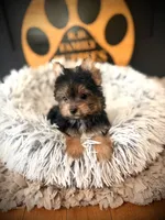 Maxwell, a male Maltese and Yorkshire Terrier for sale in Crossville, TN – 4 of 6