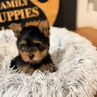 Reserved, a female Yorkshire Terrier for sale in Crossville, TN – Photo 1 of 6