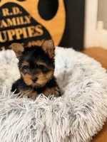 Poppy, a female Yorkshire Terrier for sale in Crossville, TN – Photo 1 of 6