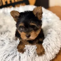 Reserved, a female Yorkshire Terrier for sale in Crossville, TN – Photo 2 of 6