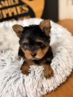 Poppy, a female Yorkshire Terrier for sale in Crossville, TN – Photo 2 of 6